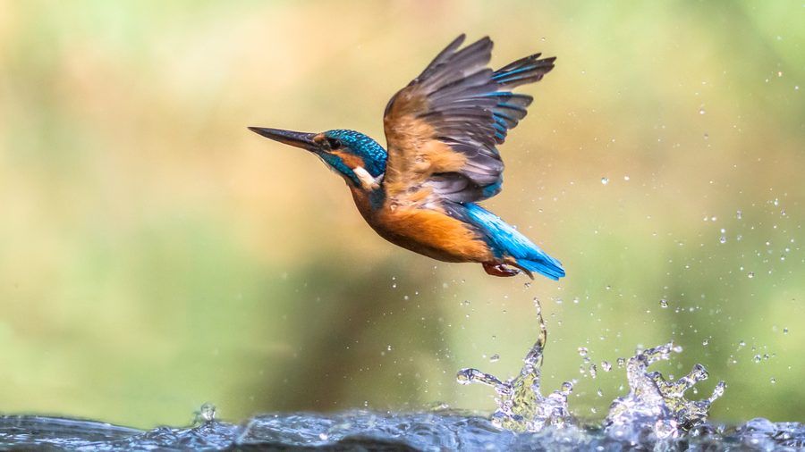 Un martin pescatore si alza in volo dall'acqua